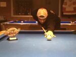 Dawson wins provincial eight-ball championship